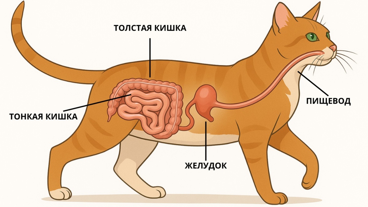 Пищеварительная система кошки. Картинка из интернета