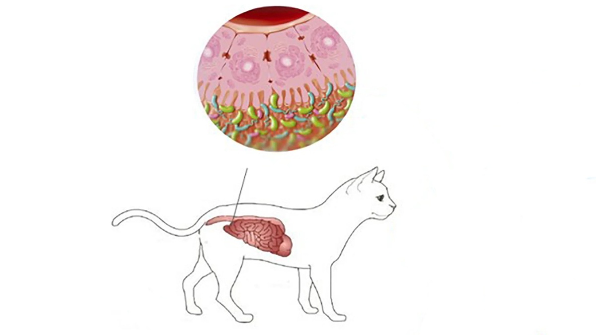 Микробиом кошки достаточно разнообразен. В нём сосуществуют бактерии, вирусы, грибки, простейшие и археи