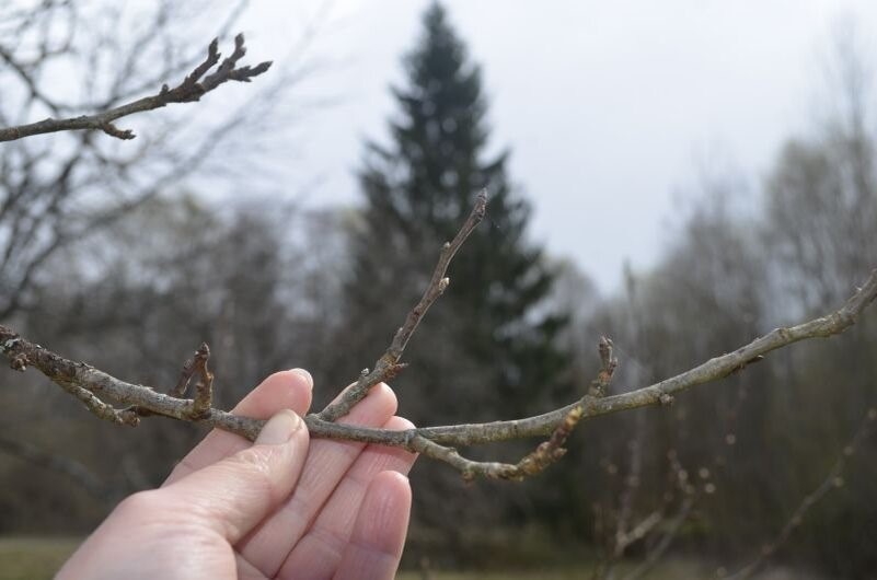 Тут почки еще не набухли.