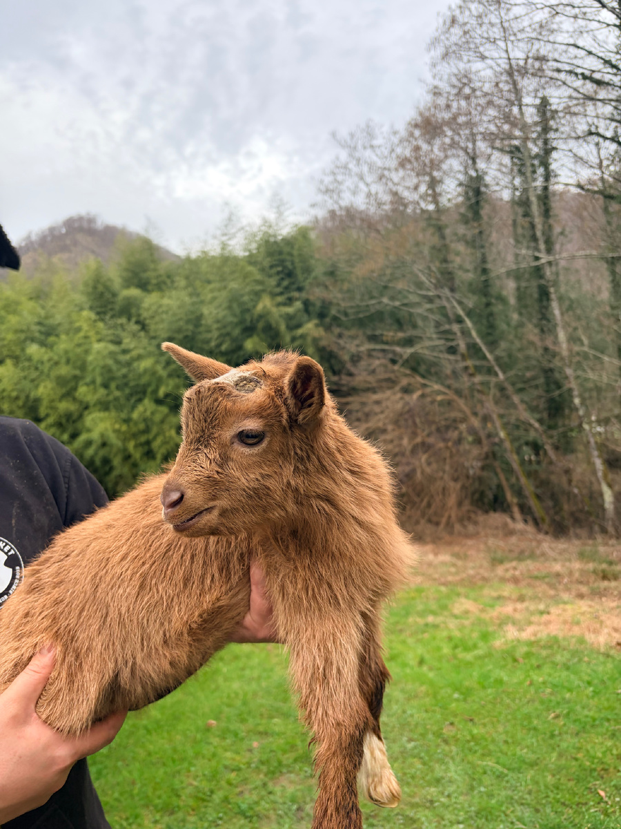 На фото наш козлик, рожден 16.01.26