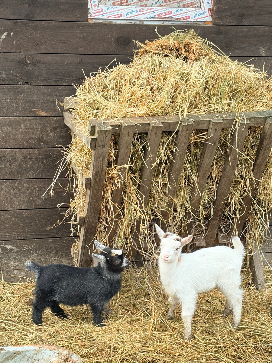 Козлятник может быть деревянным, но обязательно с дверью