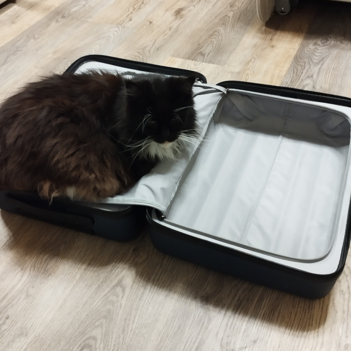 Взволнованная Нюша.