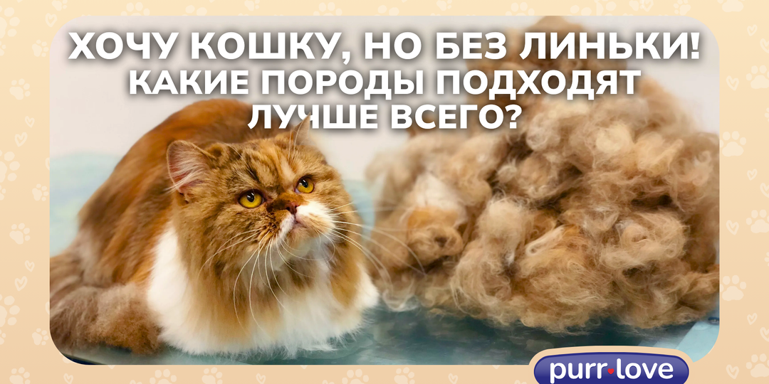Хочу кошку, но без линьки! Какие породы подходят лучше всего?