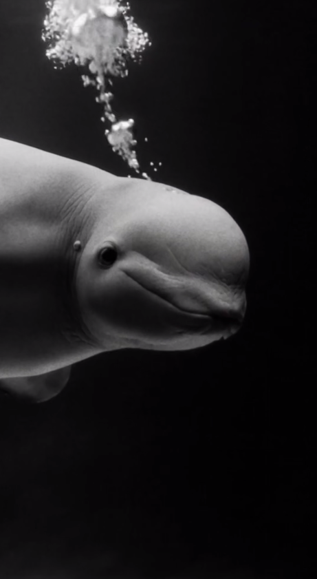    В Москвариуме умерла 35-летняя белуха Понка