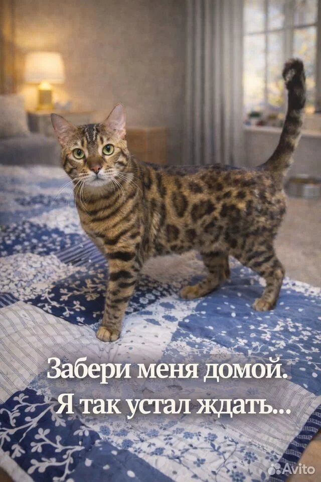 Сету необходим свой человек и дом)🏡