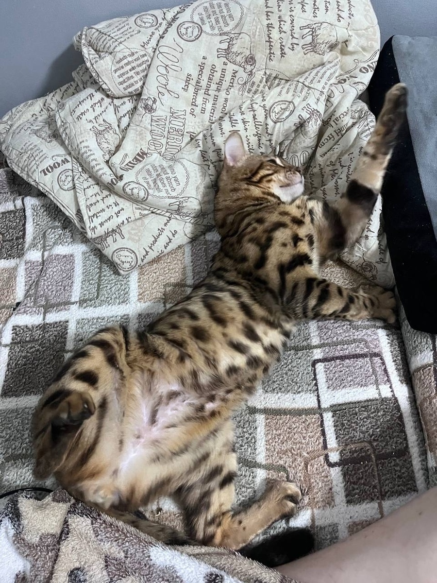 Ласковый мурлыка 😻