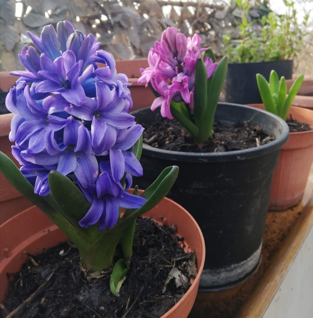 Фото автора. Февраль 2021г. Первое цветение покупных луковиц.