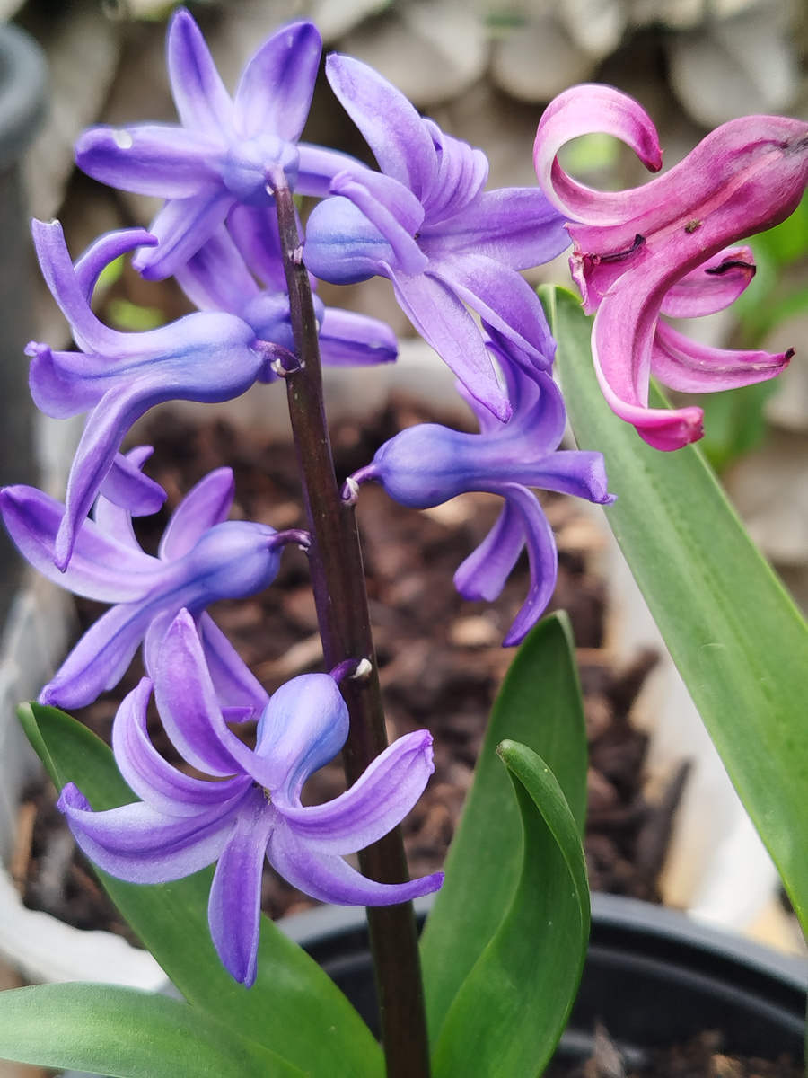 Фото автора. Та же луковицы в 2024г.