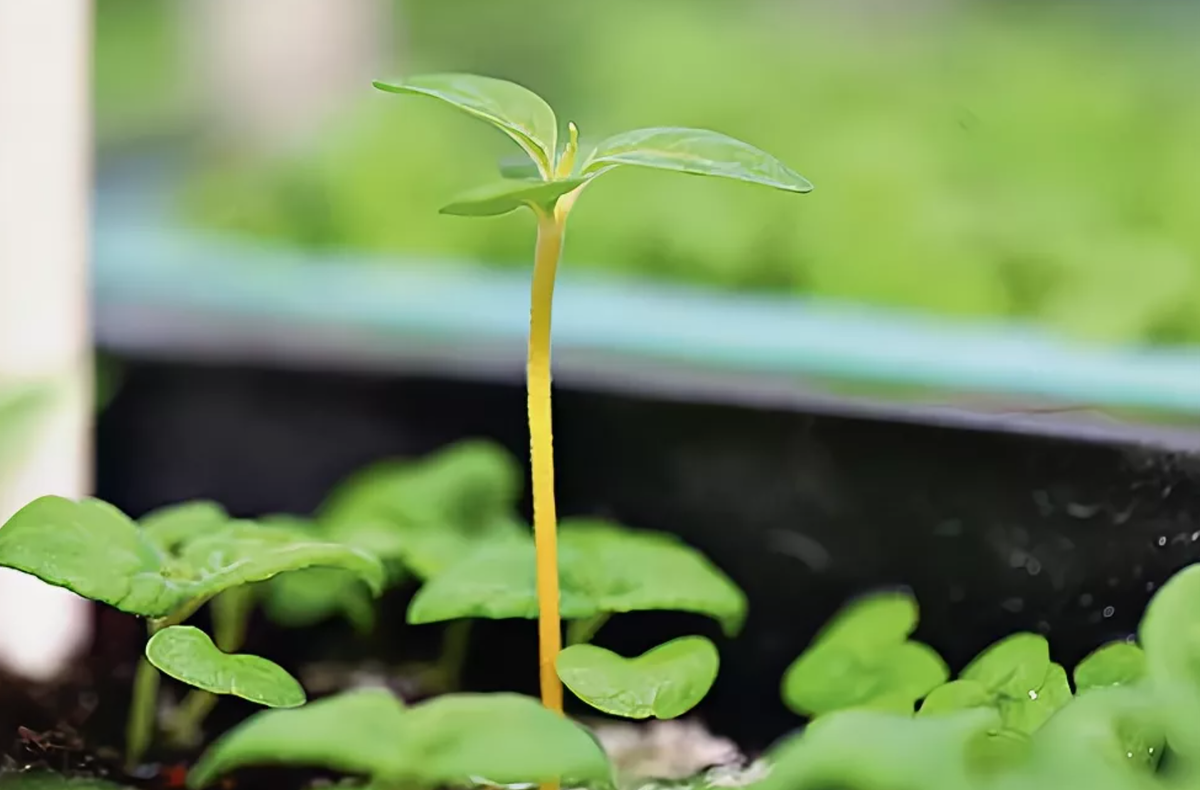 Источник фото: supersadovnik.ru