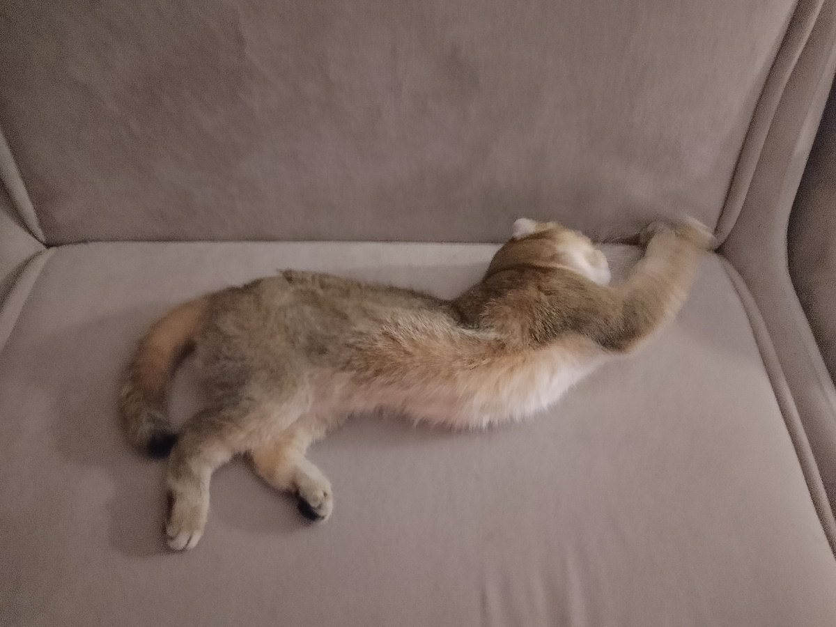 Попадешь к вам в дом, научишься одна играться