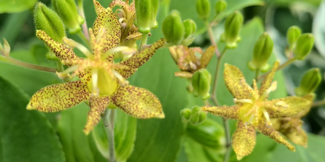 Этих цветов точно не будет у соседей. Редкий неприхотливый многолетник с экзотическим цветением