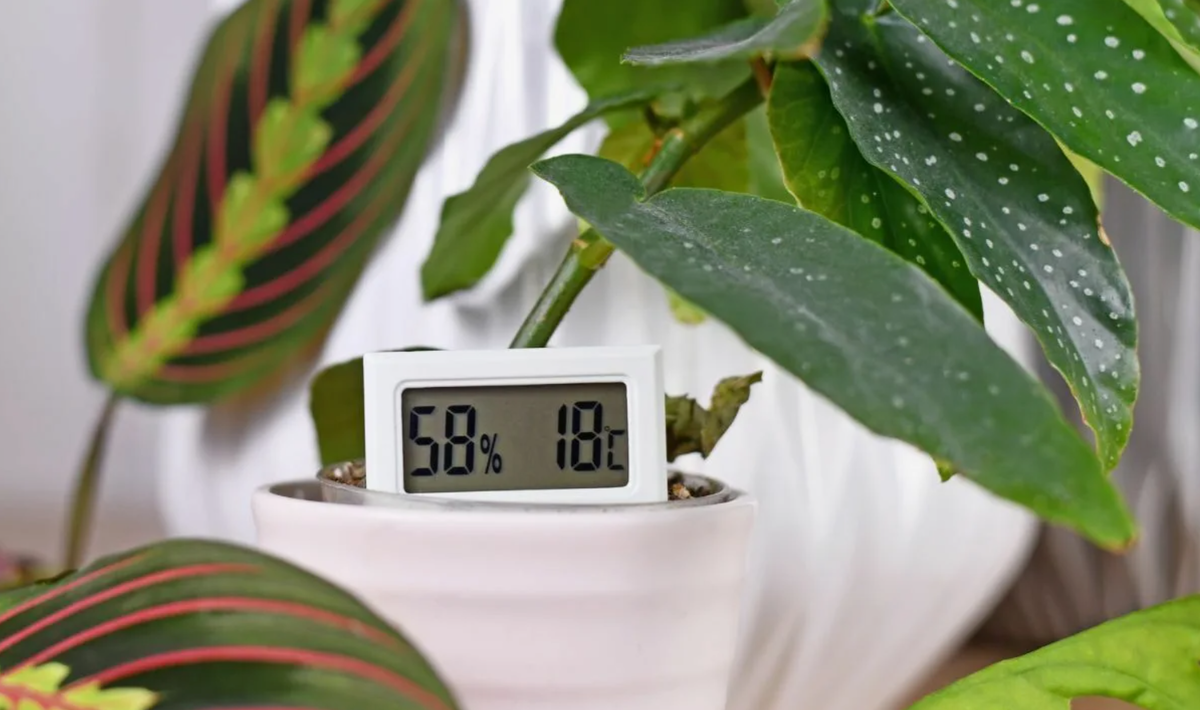 Источник фото: tropichhouse.ru