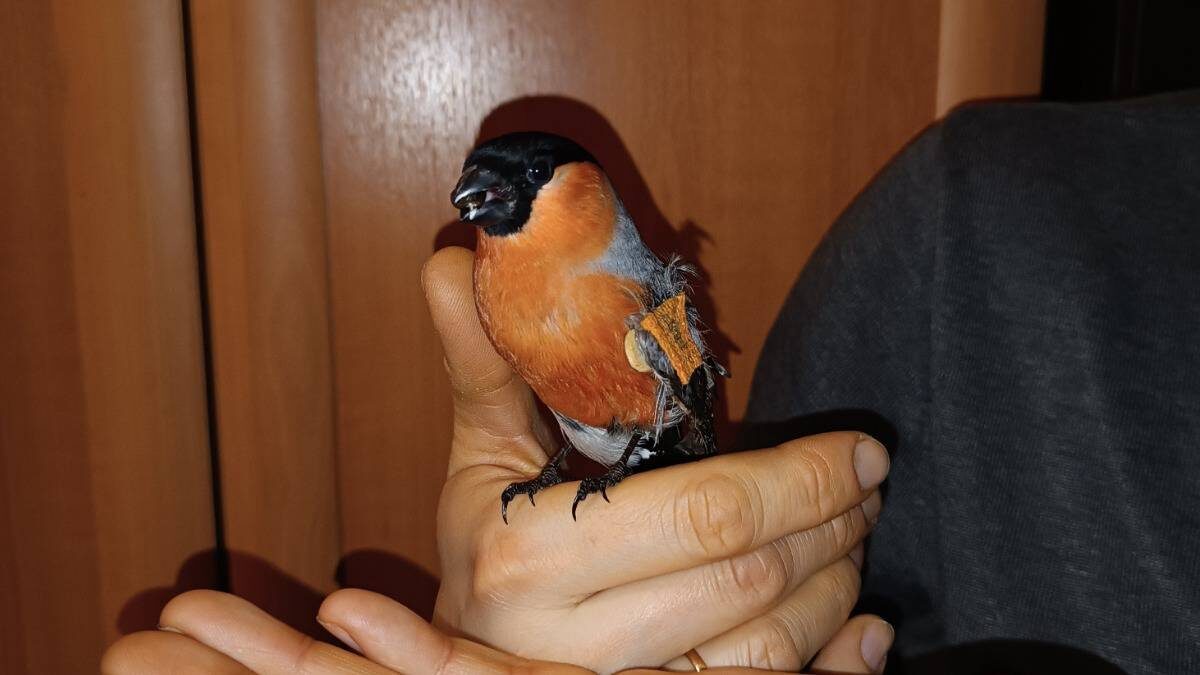    Снегирь Гришка сидит на руках у своего спасителя Михаила Гладкова / Фото: Михаил Гладков