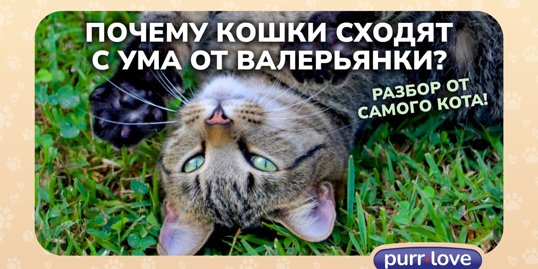 Почему кошки сходят с ума от валерьянки? Разбор от самого кота!