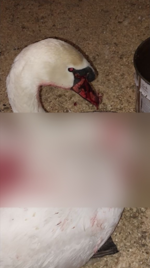 Фото из группы «Птичий дворик» в соцсети «ВКонтакте»