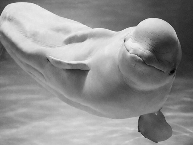    Фото: moskvarium.ru