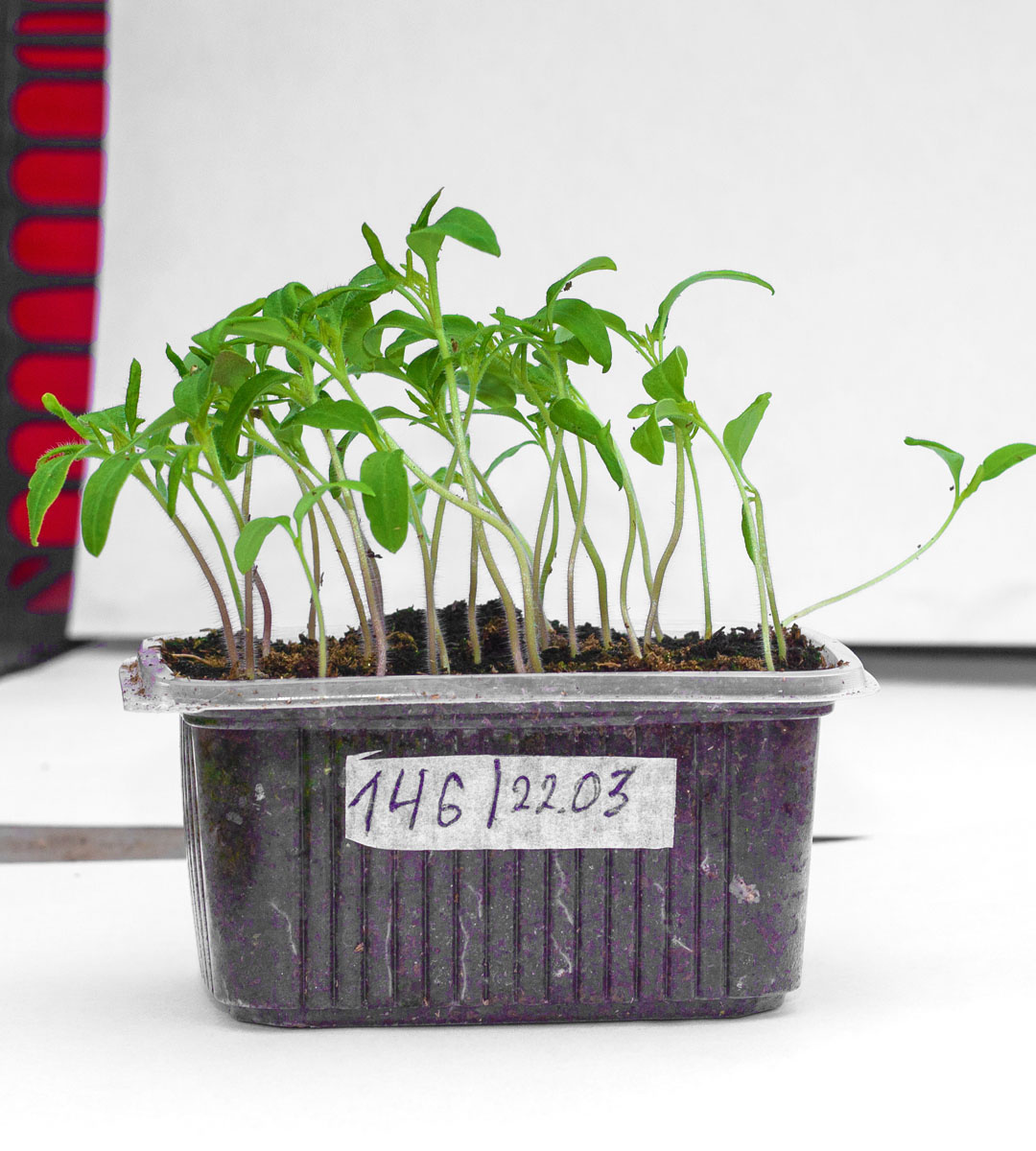 Первая рассада Золотого Гребешка — обычный куст, пока ничего не предвещало