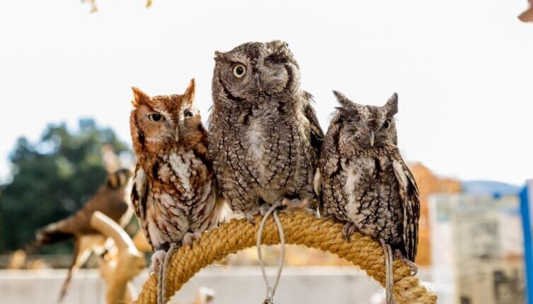    У каких птиц есть свой парламент? Фото: по лицензии CC0 Pxhere.com