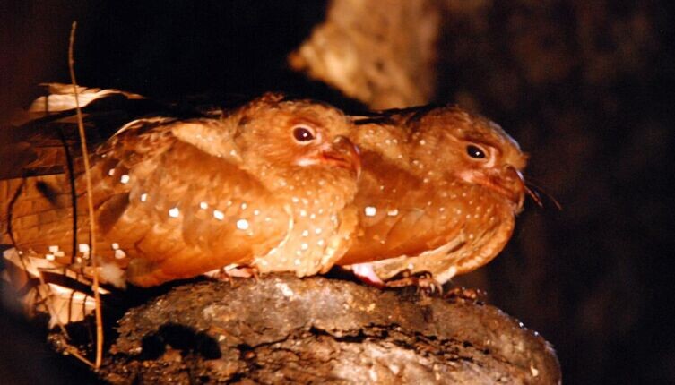    Гуахаро Фото: The Lilac Breasted Roller, по лицензии CC BY 2.0 