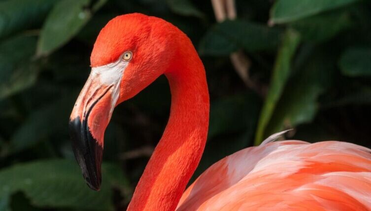    Что мы знаем о фламинго? Фото: по лицензии CC0 Pxhere.com