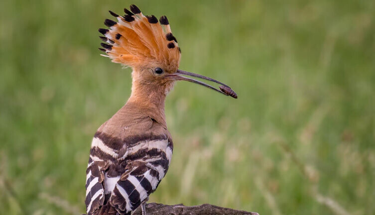    Кто дал птицам красивое оперение? Удод. Фото: по лицензии CC0 Pxhere.com