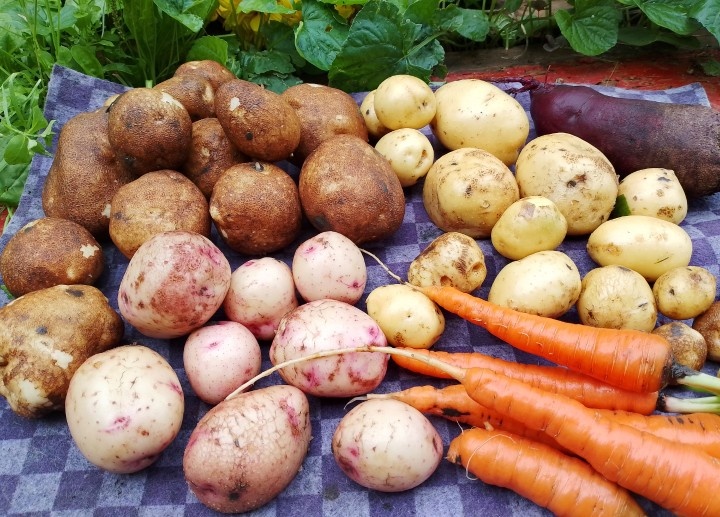 Фото автора. В этом году частично сменю семена картошки