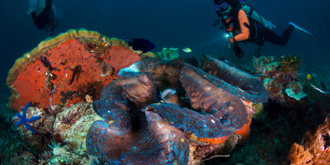 Несостоявшаяся подводная убийца