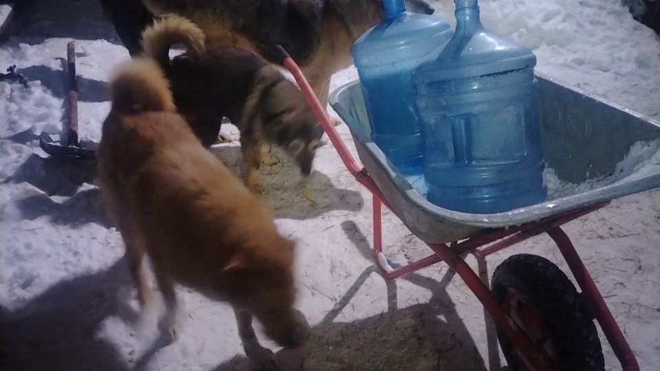 17 и 18 февраля в приюте