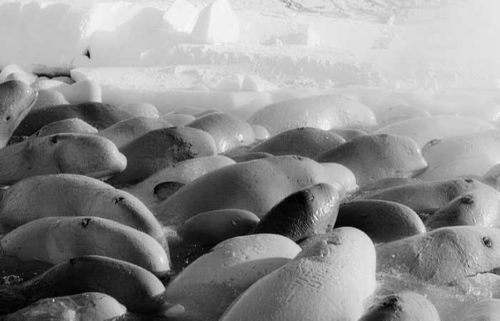 Тысячная стая белух в ледовом плену в 1984 году.