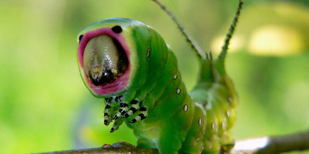 Гусеница в скафандре