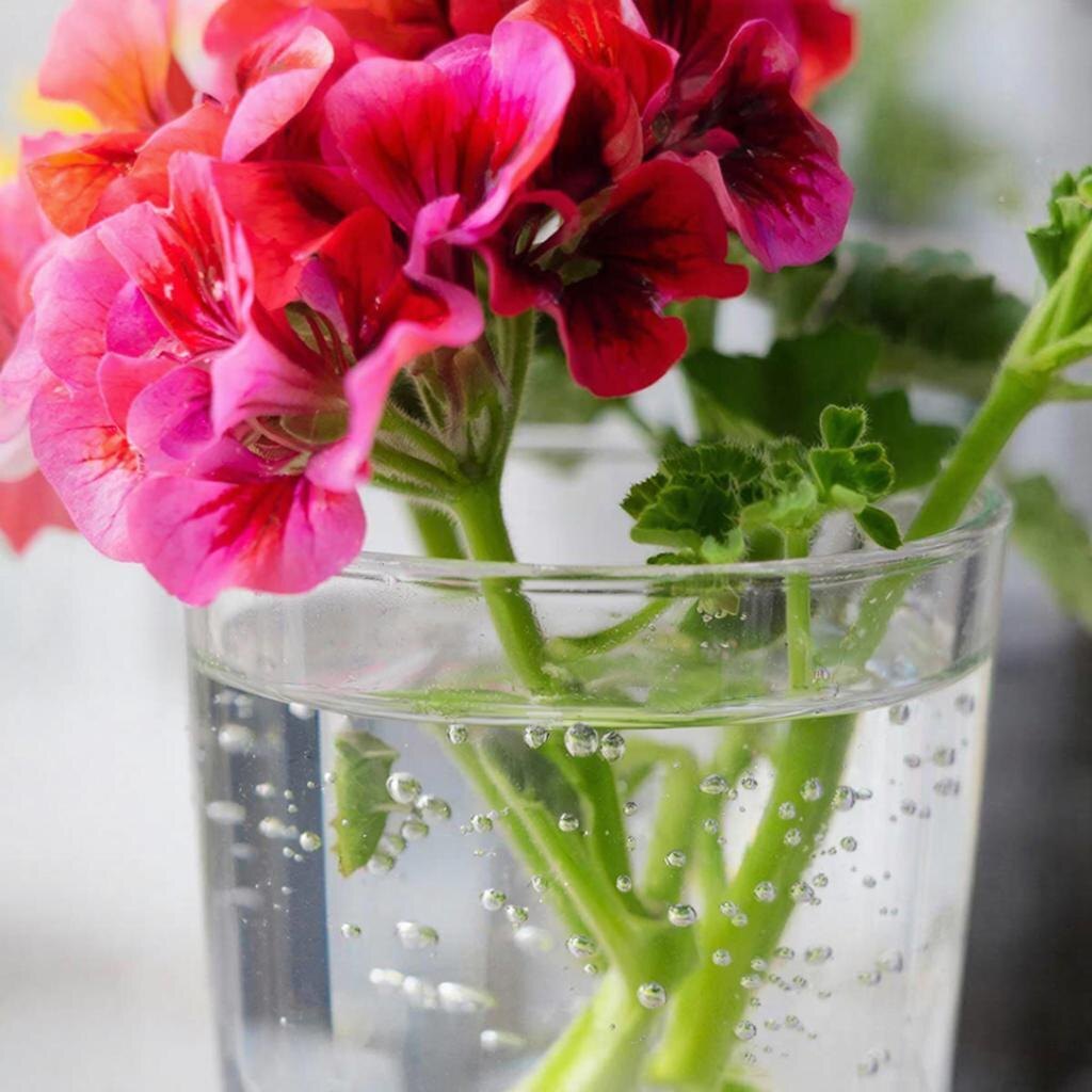 Черенок пеларгонии: никаких пакетов и баночек сверху — только сухой срез черенка! Воды наливаем не более 2,5 см в темный сосуд для укоренения.