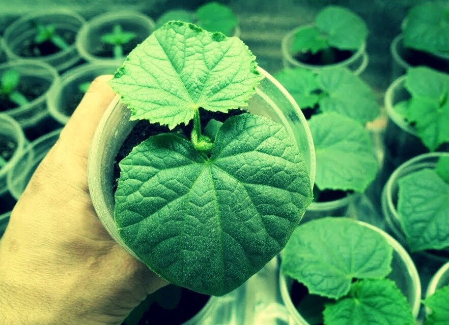 Рассада огурцов