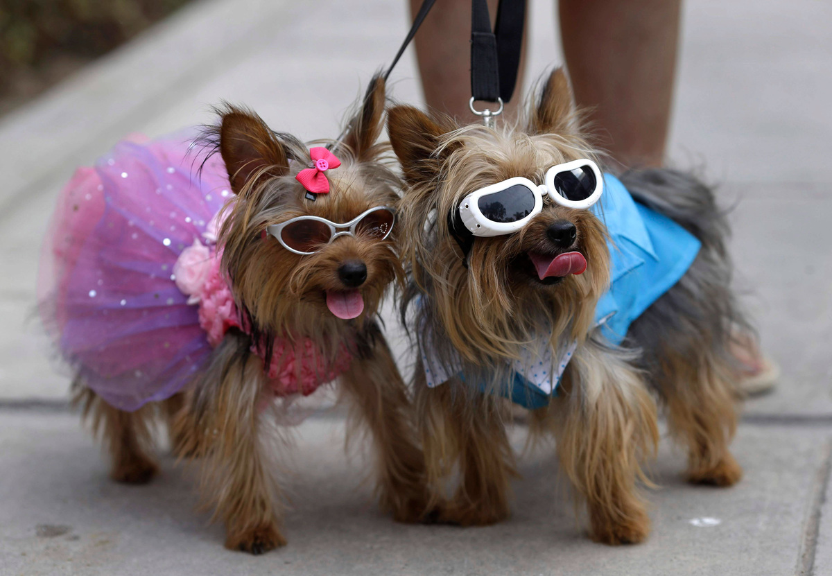    собака собаки платье костюм (фото: AP)