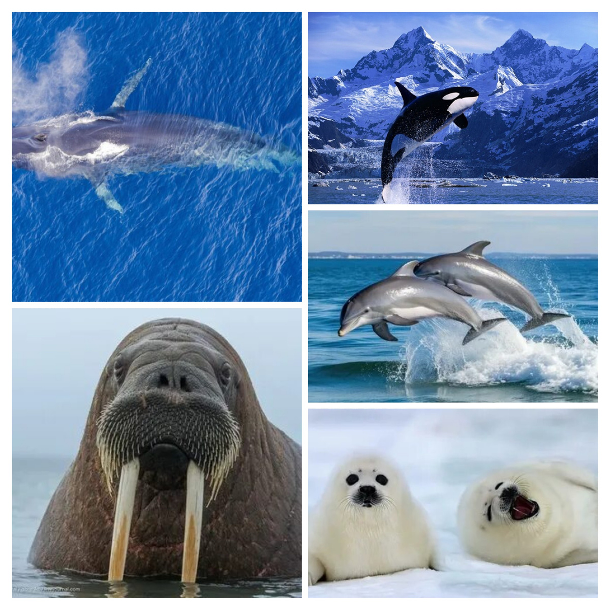 Коллаж автора 