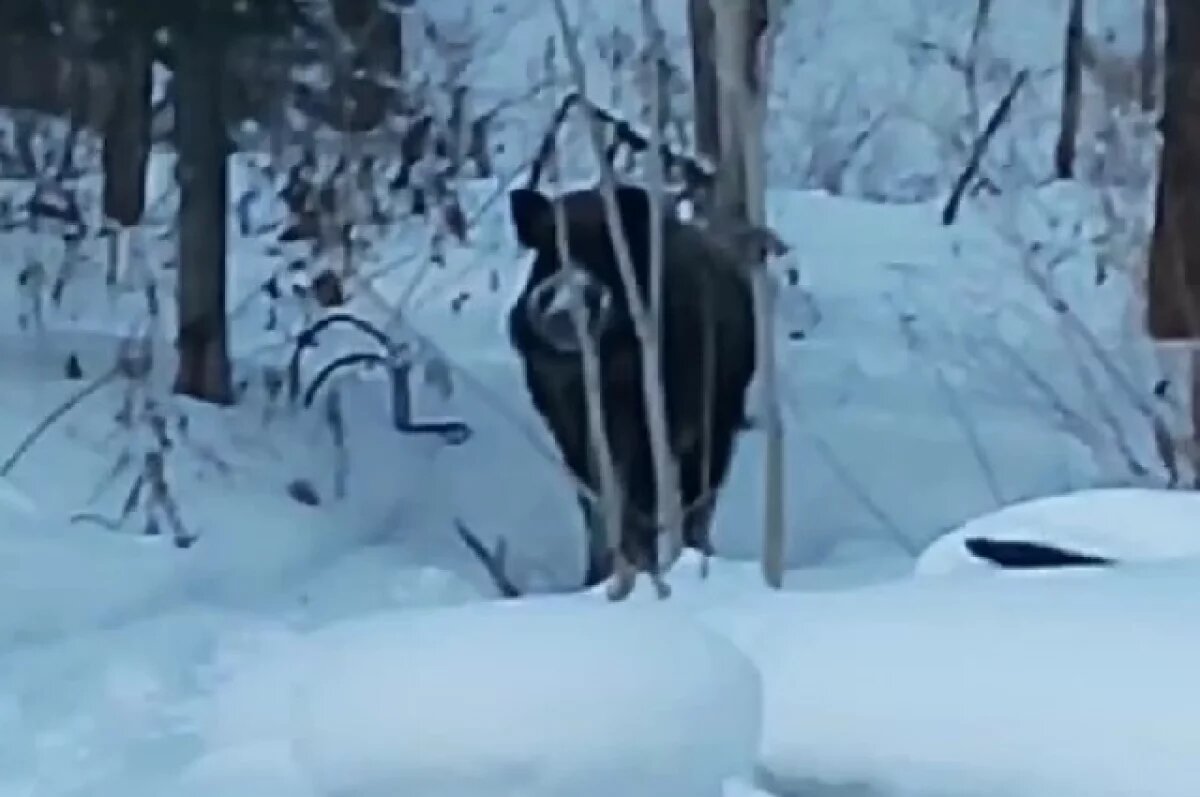    В Хабаровском крае помогают лесным копытным пережить зиму