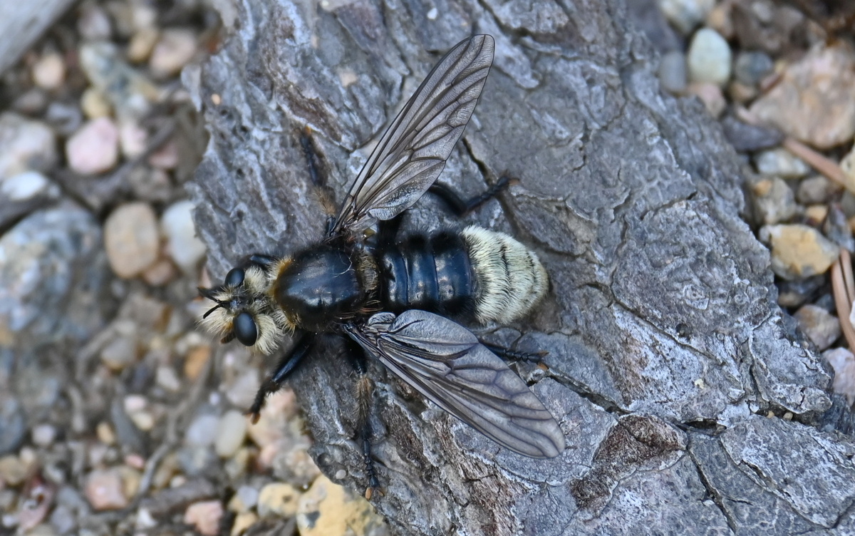 Самка, Петяярви, 14.07.24