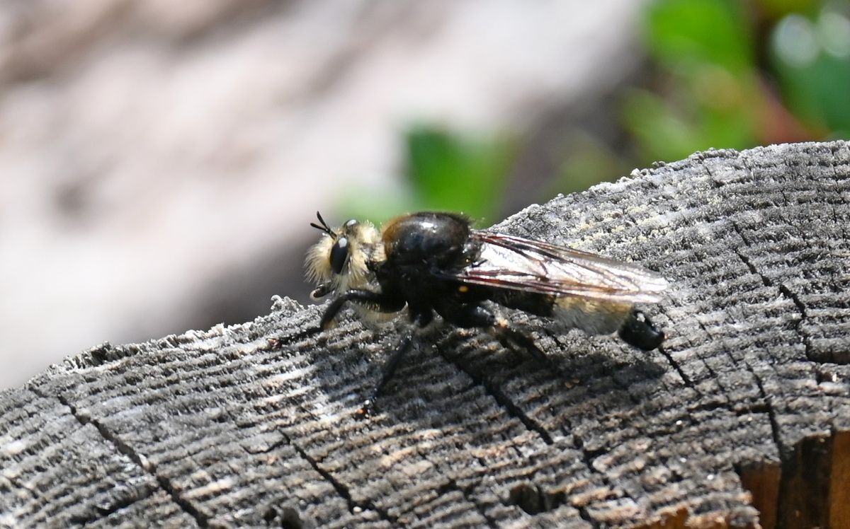 Самец, Петяярви, 14.07.24