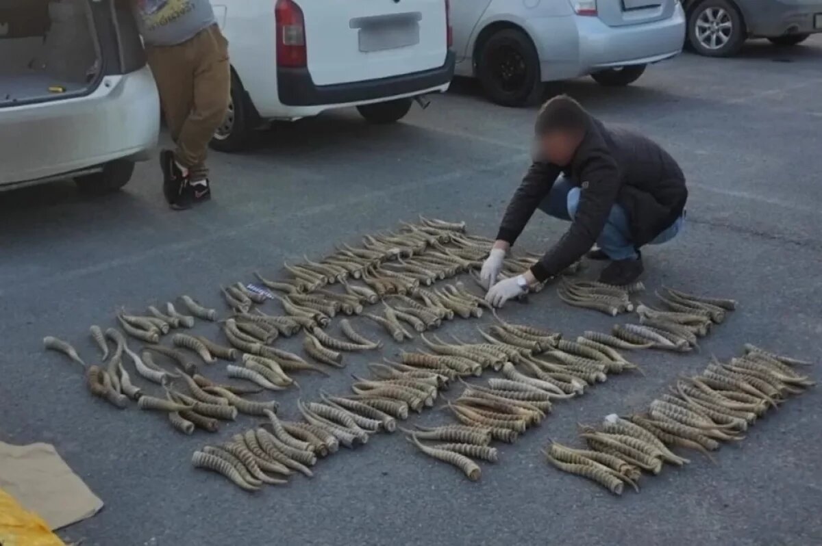    В Уссурийске силовики в машине нашли 234 рога краснокнижного сайгака