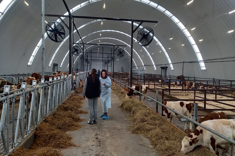    В новом коровнике поддерживают комфортные для животных условия и образцовую чистоту. / Ирина Троценко