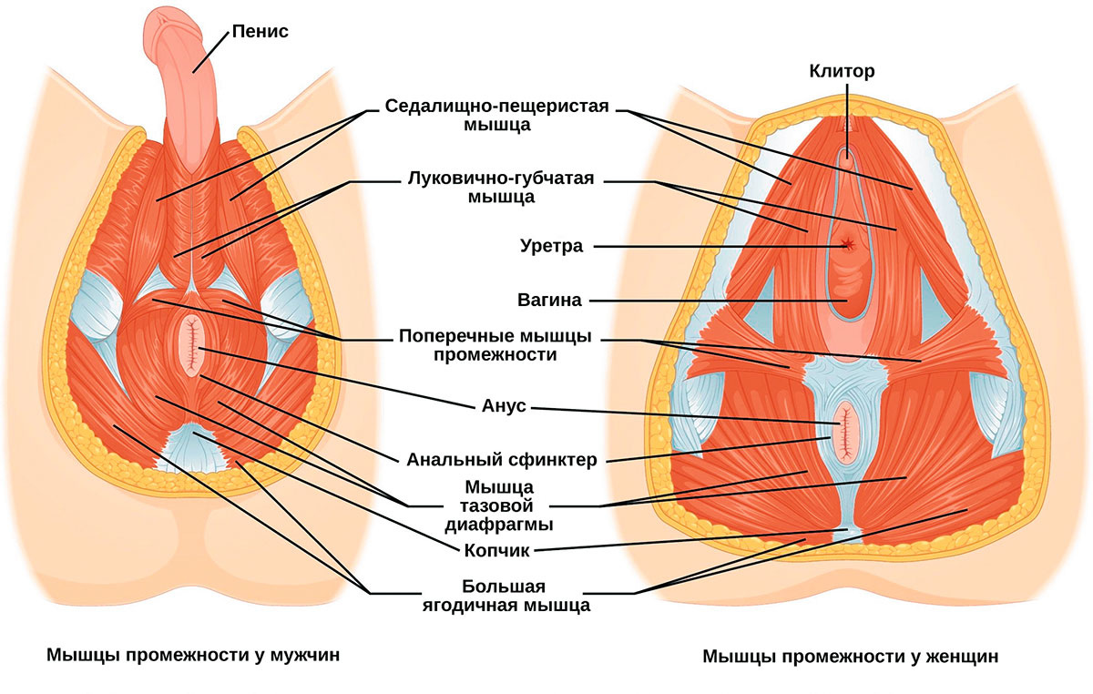 Расположение мышц в промежности у мужчин и женщин