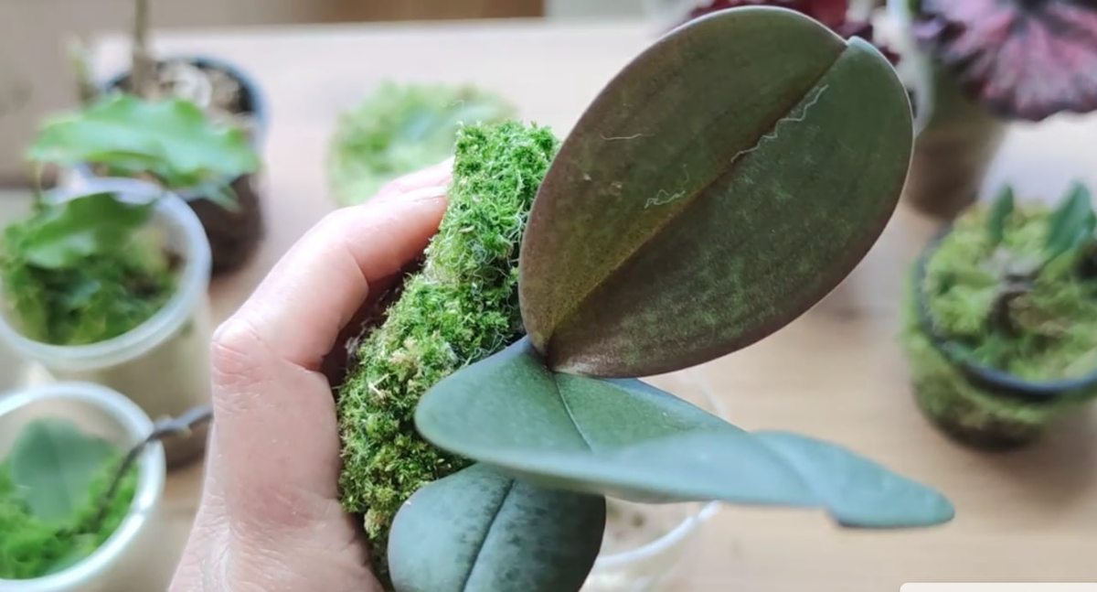 Распаковка посялки из Санкт-Петербурга в мае 2025 года.