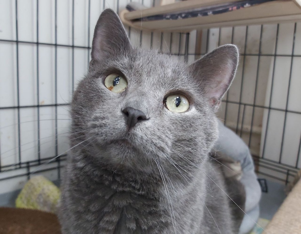 Котик Мономах, 8 лет, найден в хозяйственной сумке в электричке. У котика диагностирован ВИК пристраивается единственным котиком в семью или в семью, в которой уже проживают котики-носители ВИК.