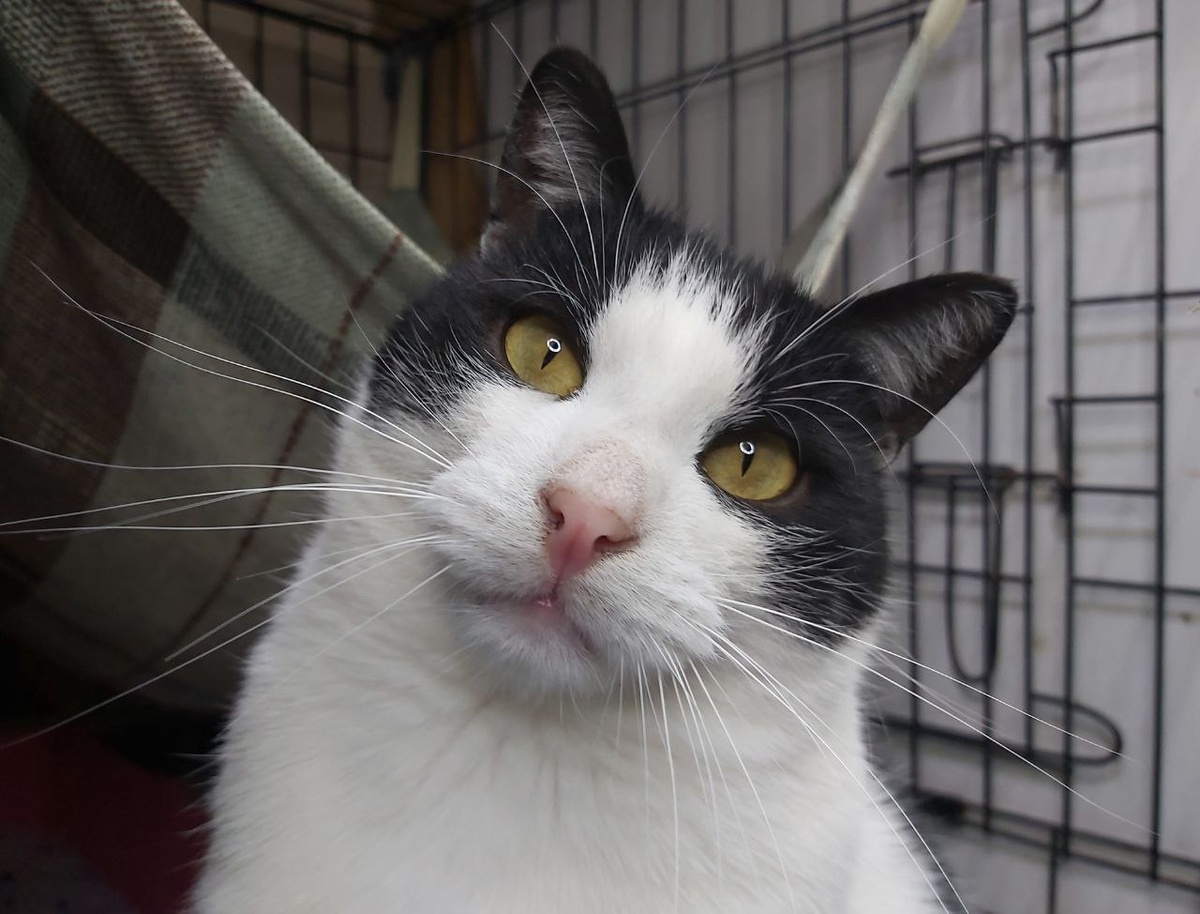 Котик Канкун, 6 лет, найден на улице. Котик общителен и разговорчив.