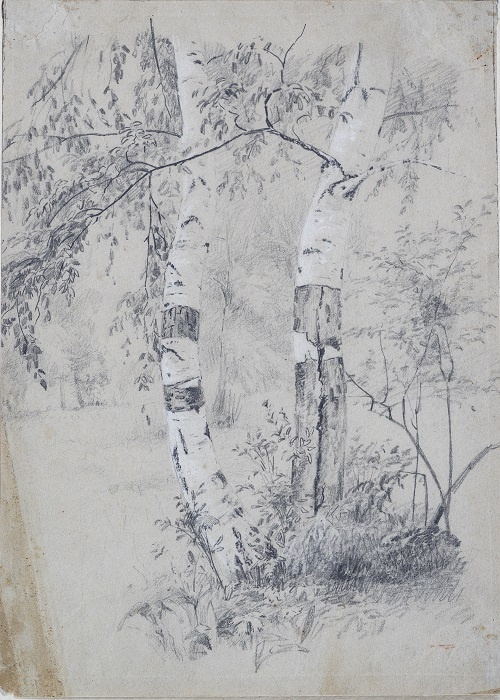    В.Г. Шешунов - Березы