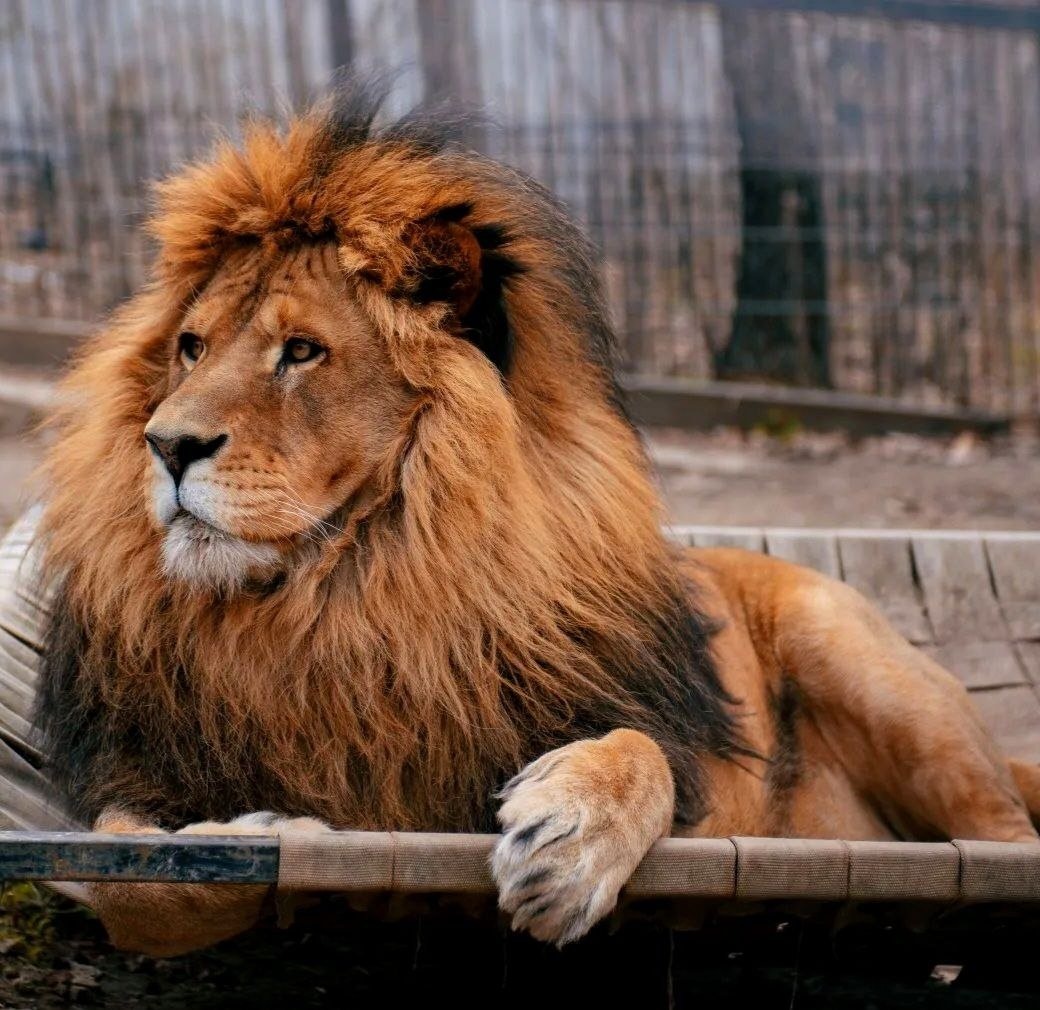 Любимца публики выбрали в хабаровском зоосаде
Фото: ТГ Зоосад "Приамурский"