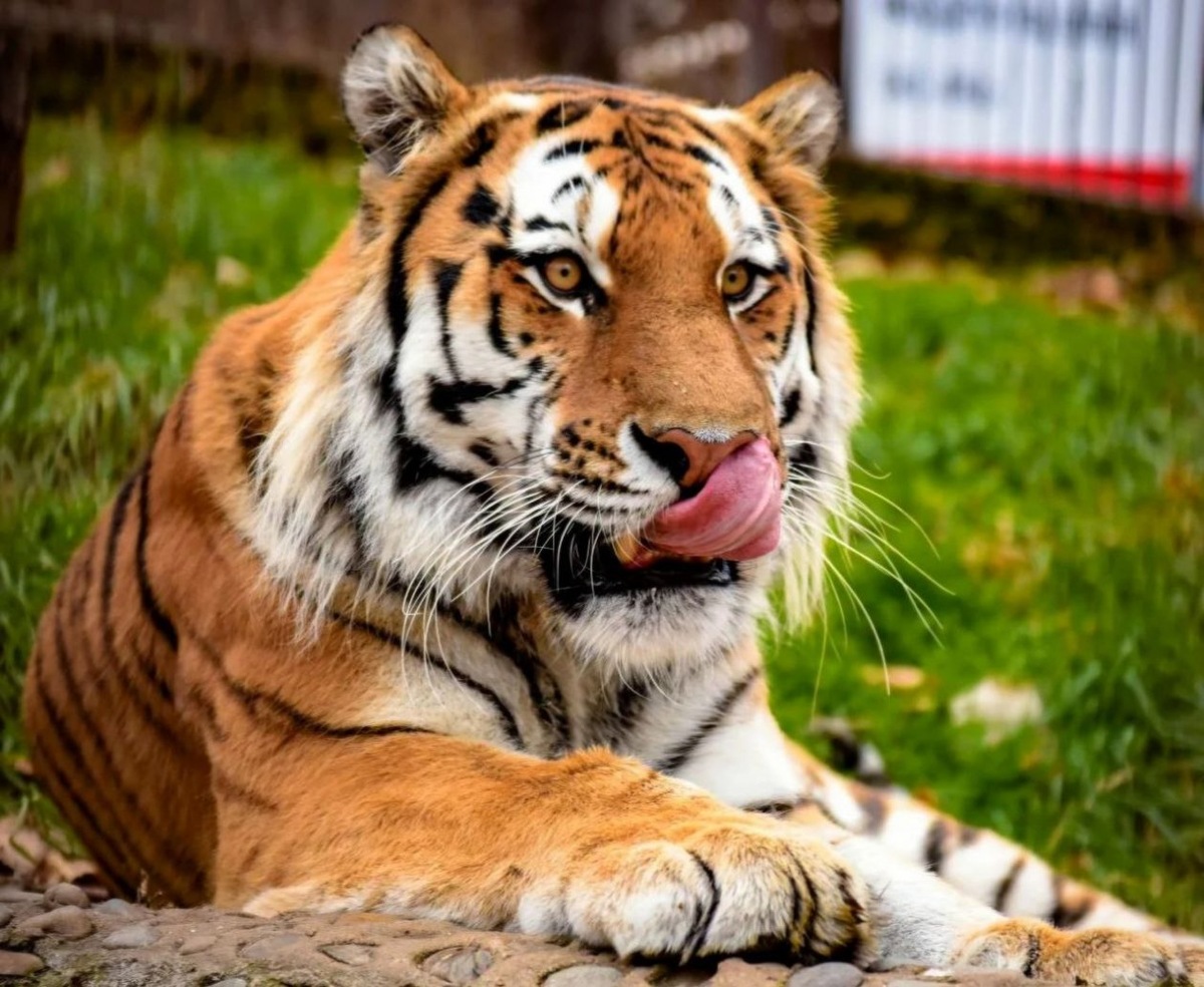 Любимца публики выбрали в хабаровском зоосаде. Фото: ТГ Зоосад "Приамурский"