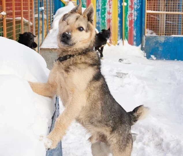 Вы видели эти ушки? Самый добрый пёс с сердцем бойца ищет семью!