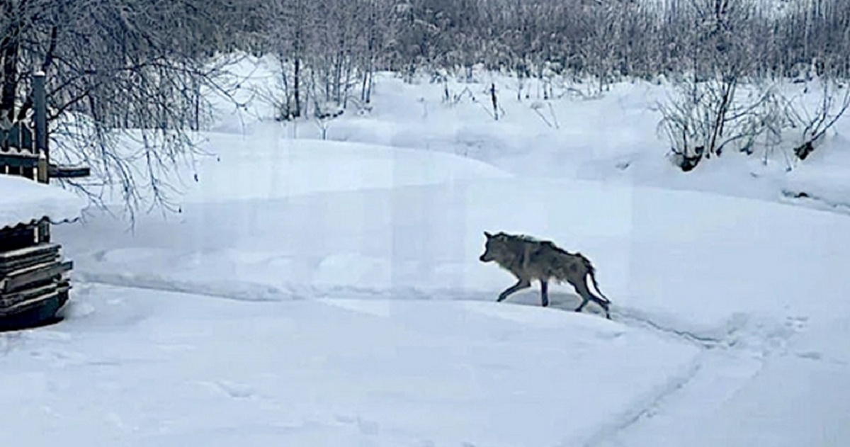 Фото: vk.com/veles_spb