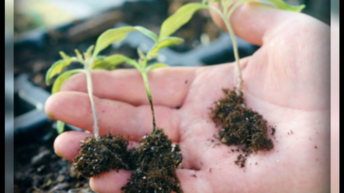 Яндекс. Картинки