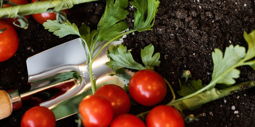 Когда сеять томаты в 2026 году – названы самые удачные дни